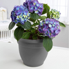 Self Watering Garden Planter